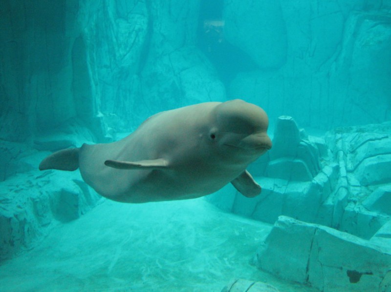 Beluga