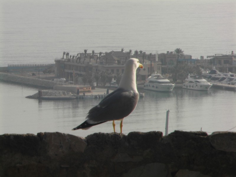 Mirando al mar