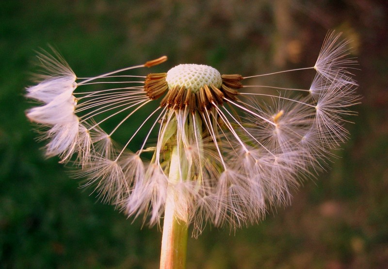 SEMILLAS AL VIENTO