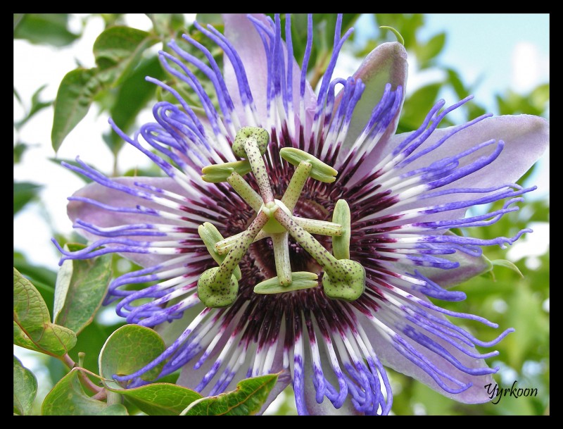 Flor de la pasion