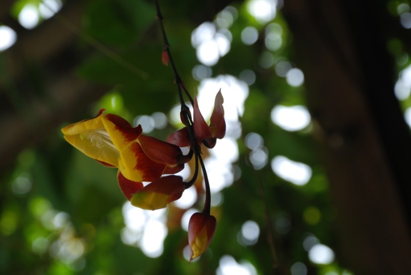 flor amarilla-roja