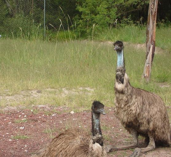 emus