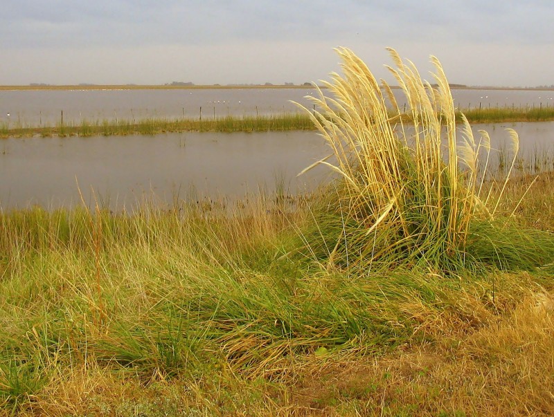 A BAADAS LAGUNAS