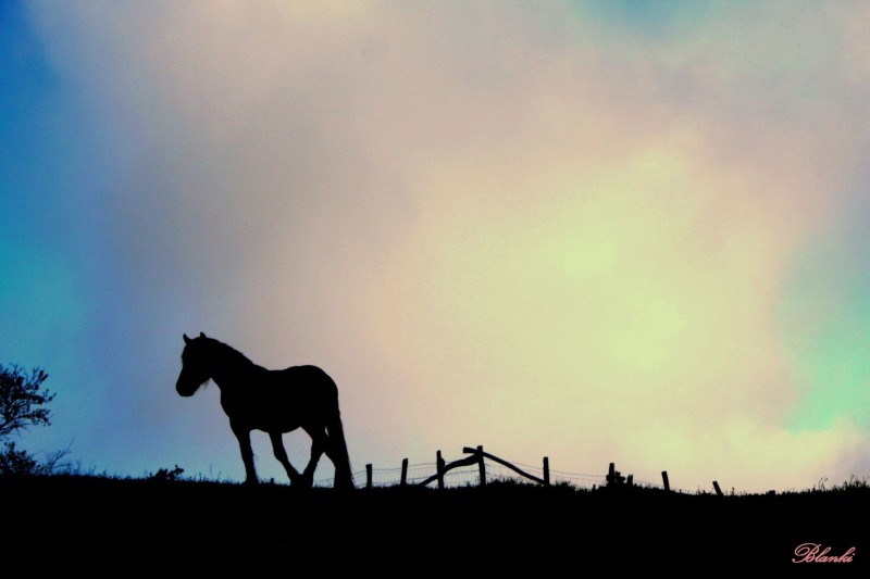 caballito