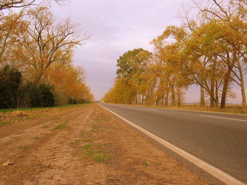 CAMINO DE ORO