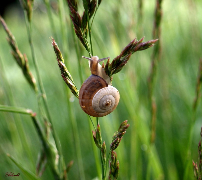 caracol, col, col....