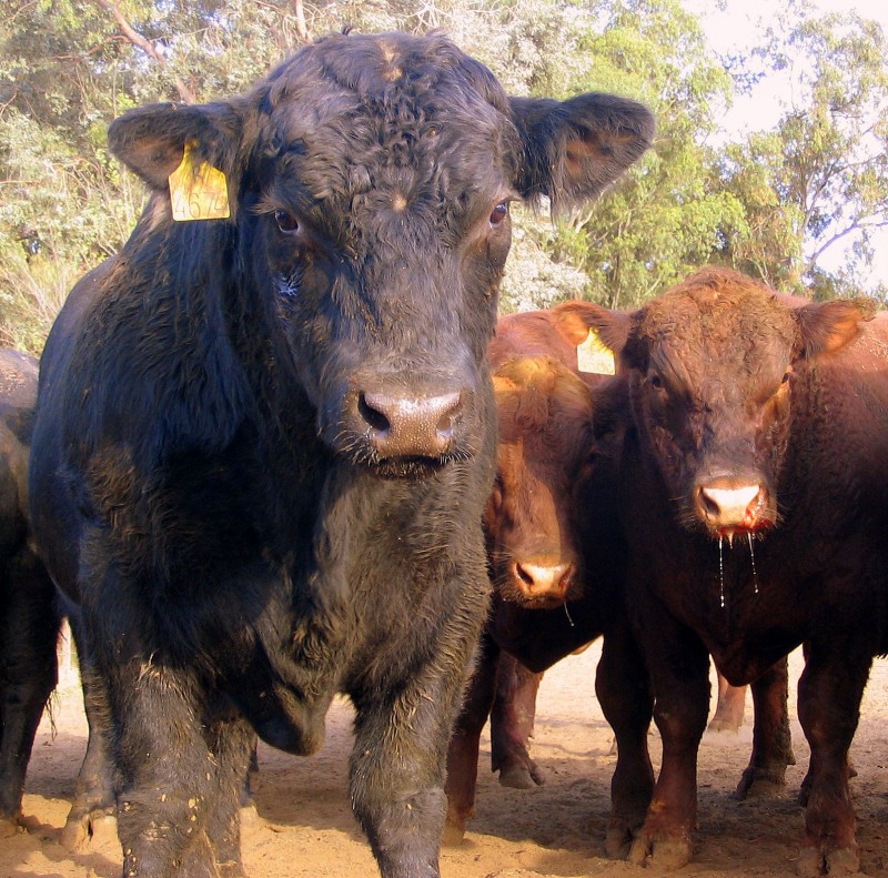 GRACIAS A LOS TOROS