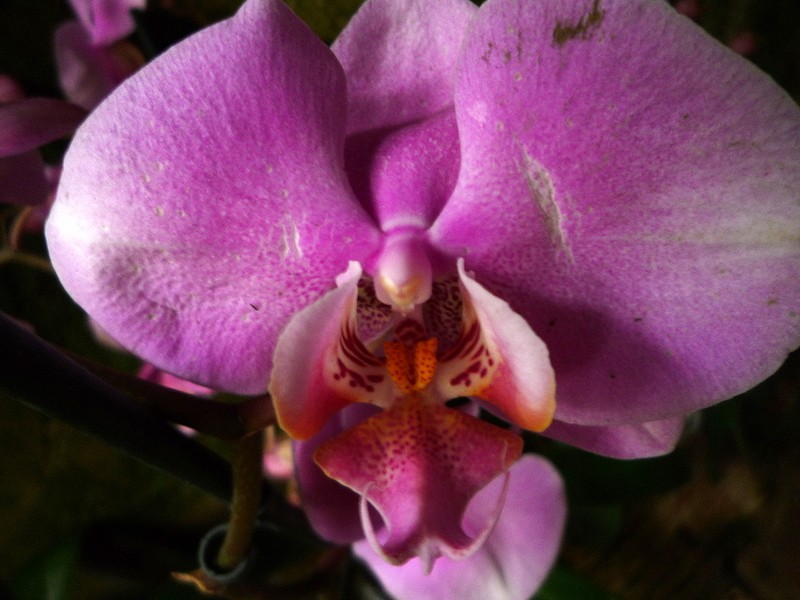 la intimidad de la orqudea...