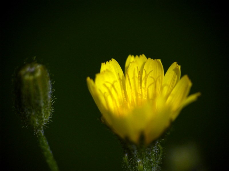 la flor y su antes