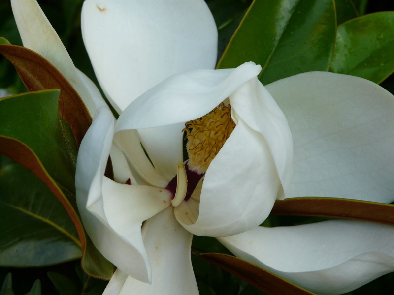 Magnolia