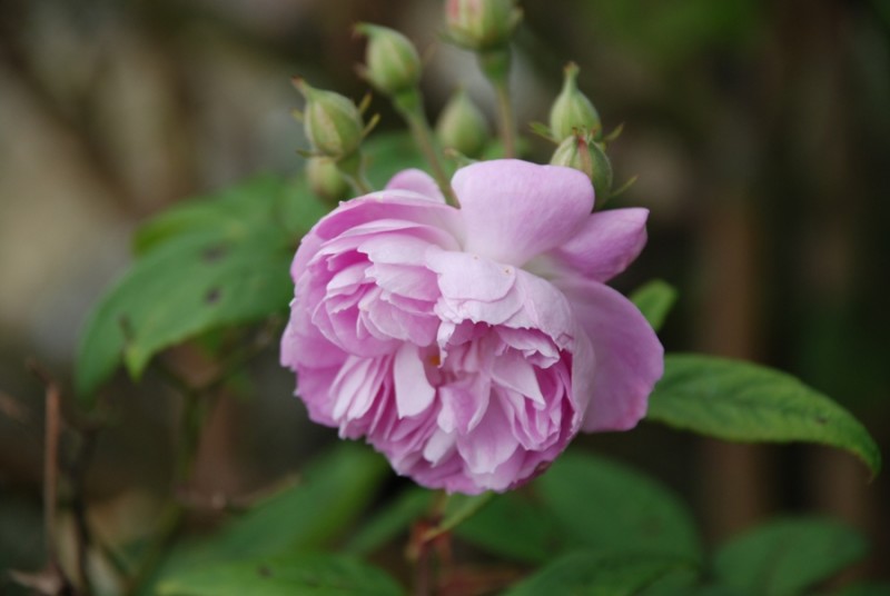 flor fucsia