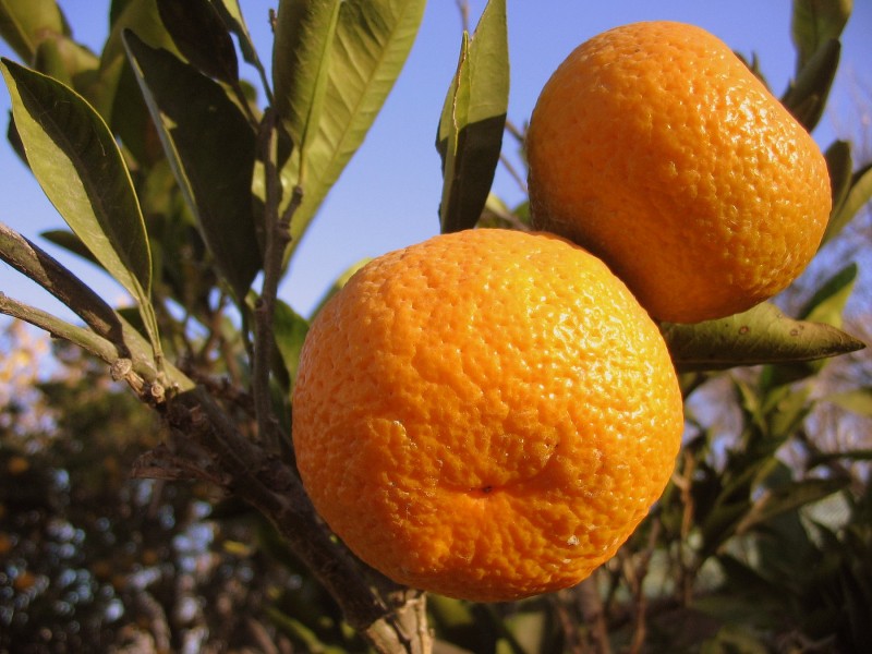 MANDARINAS SONRIENTES