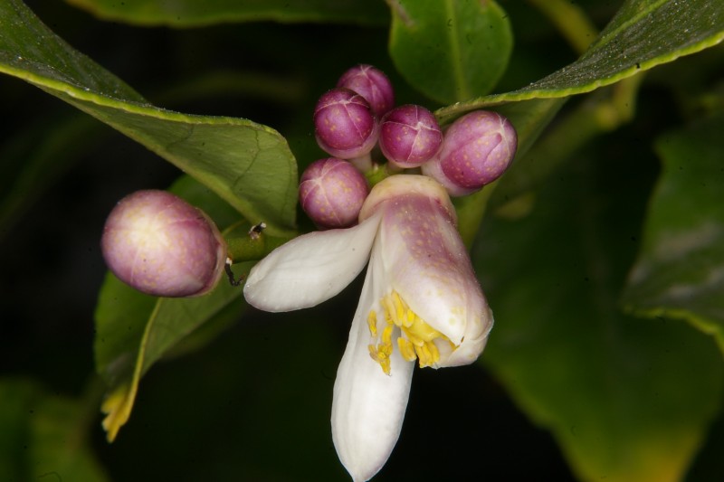 Flor del limonero