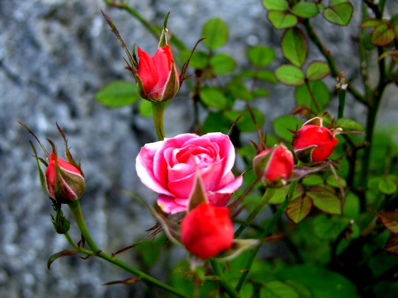 rosas para Gallardo