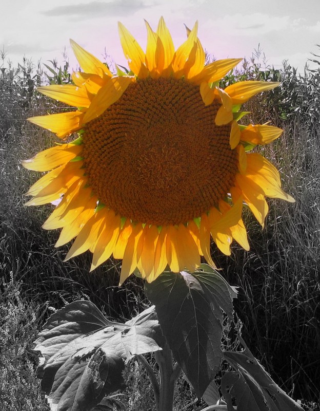 SLO UN GIRASOL