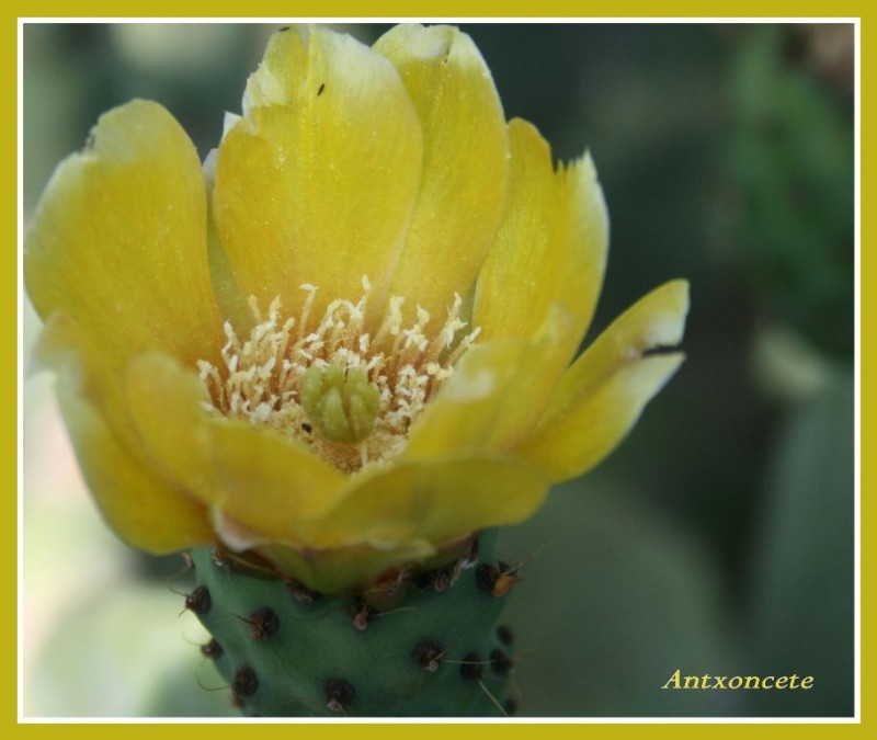 La flor de la chumbera