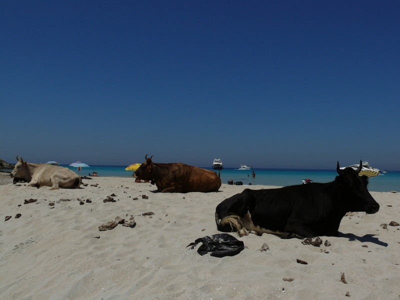 habitantes habituales de la playa