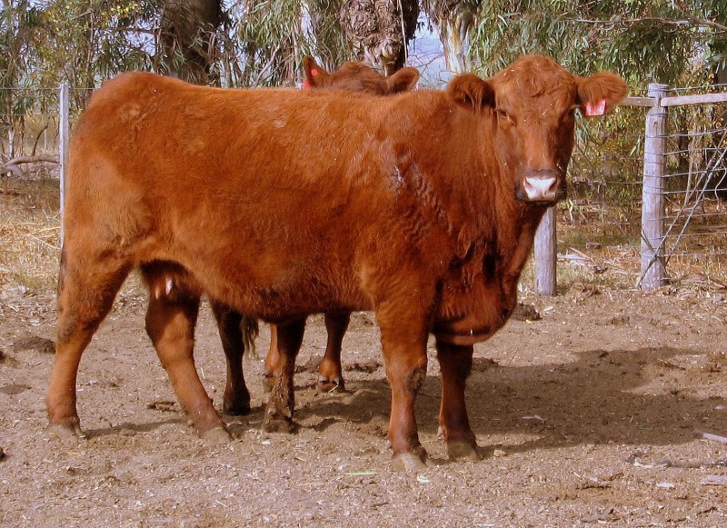 RUMIANTE EN LA ESPESURA