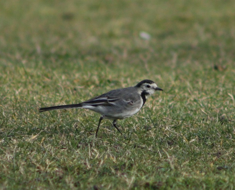 long tail