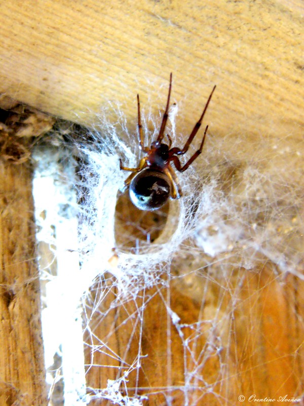 La guarida de Shelob