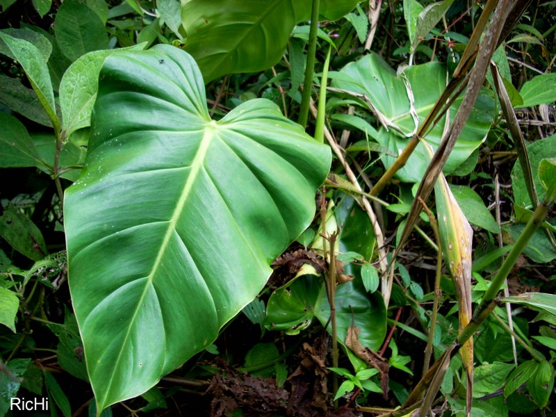 Una hoja de vida