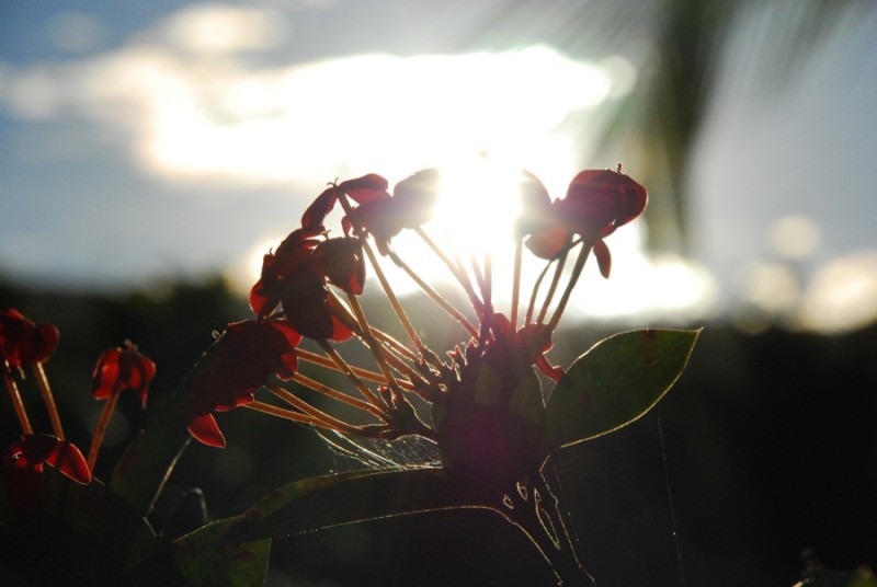 flores rojas