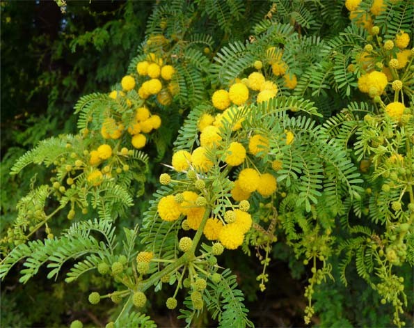 Mimosa