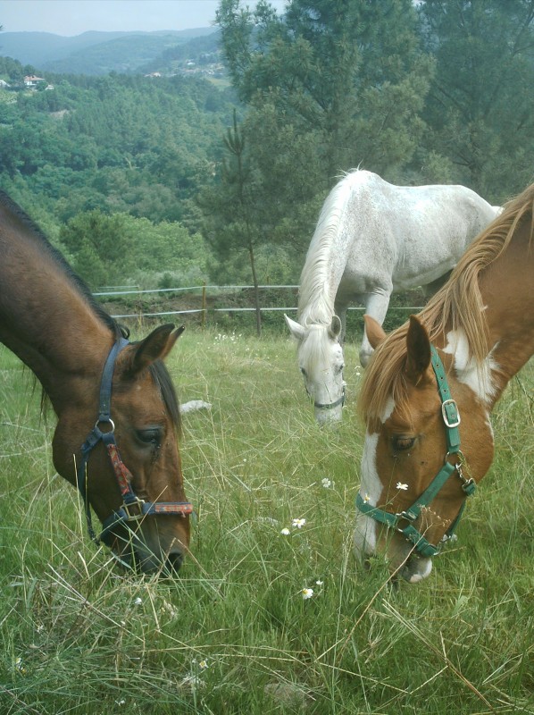 Franco y el pinto