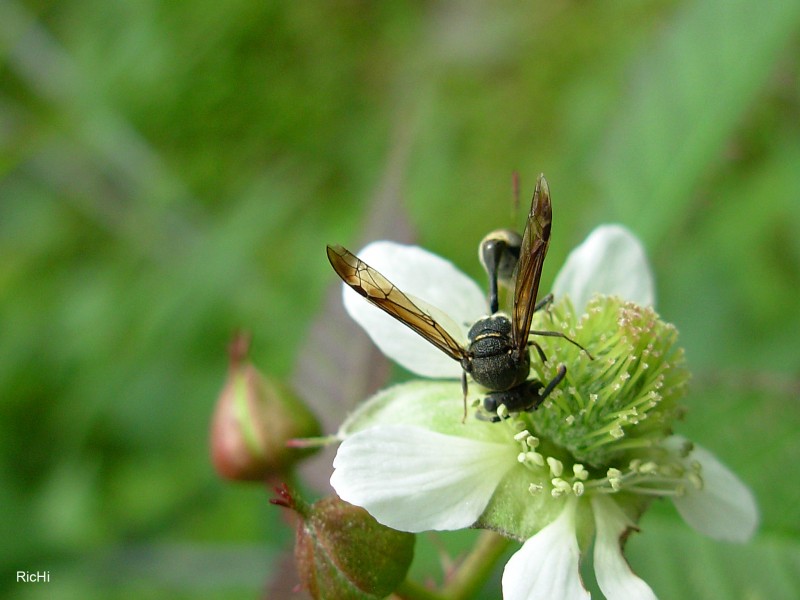 Polinizando en una flor de mora