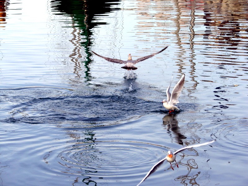 gaviotas