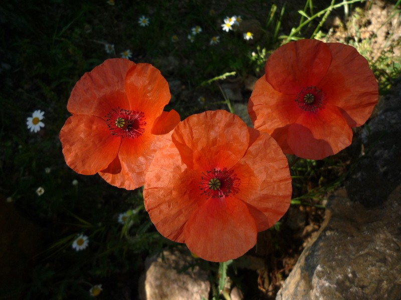 la melancolia de las amapolas...