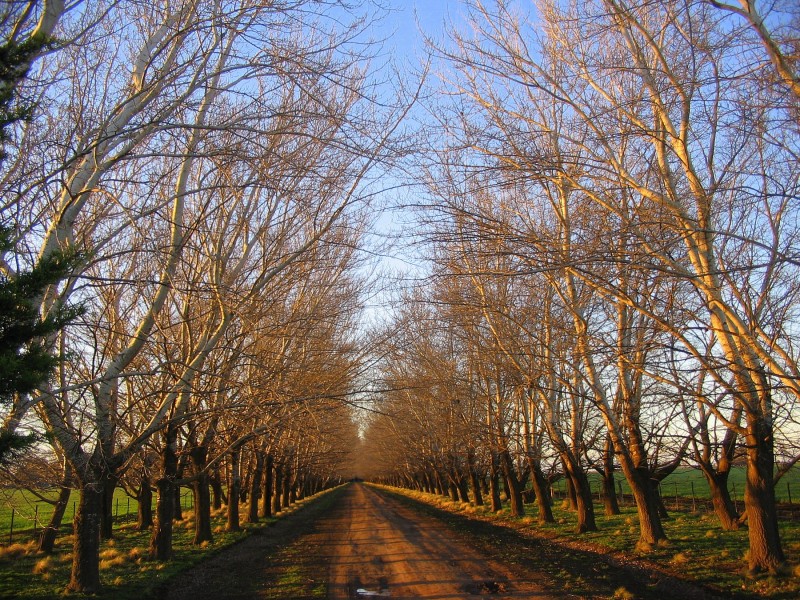 MAANA DE INVIERNO