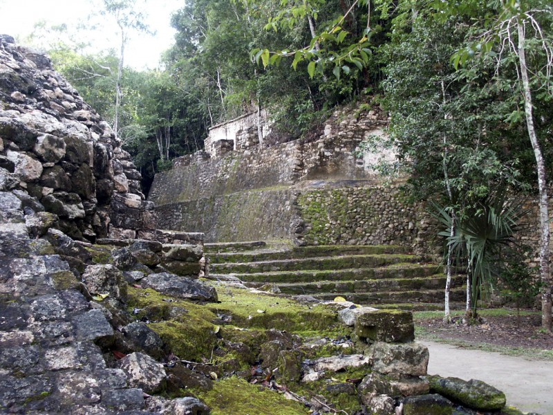 Tragado por la selva