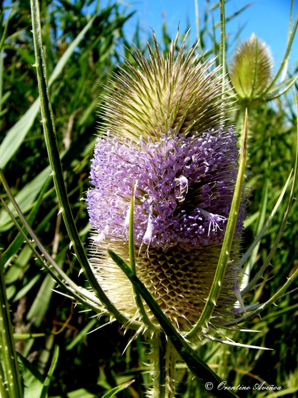 Dipsacus fullonum