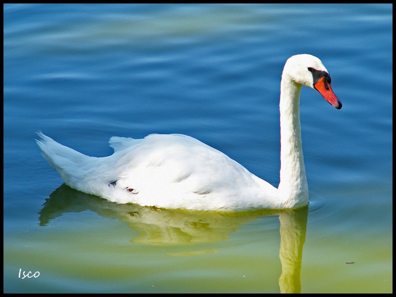 Cisne