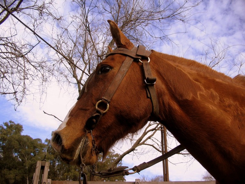 EL VIENTO ES UN CABALLO