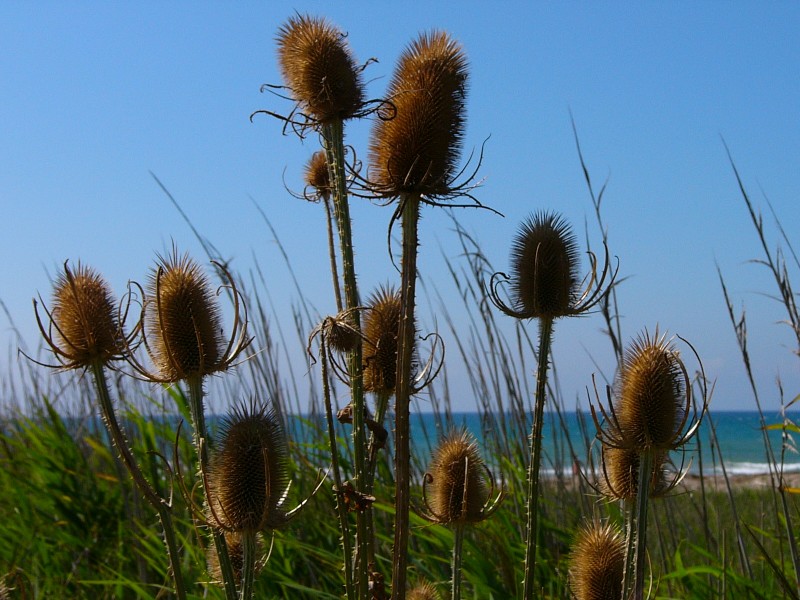 Camino de la playa