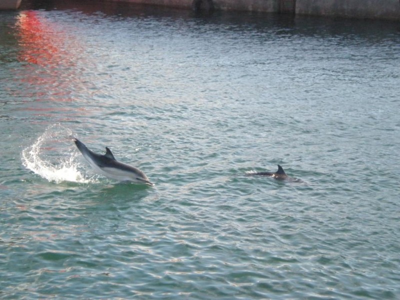 DELFINES EN EL MUSEL