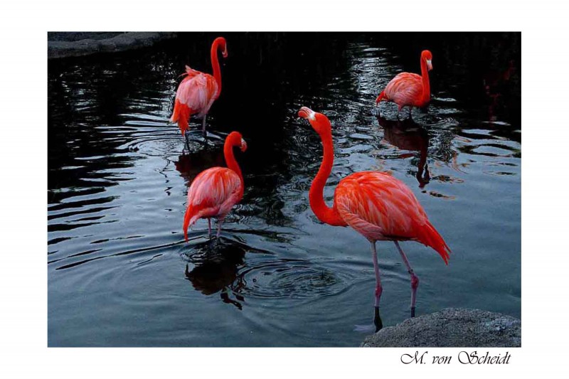 la danza de los flamencos