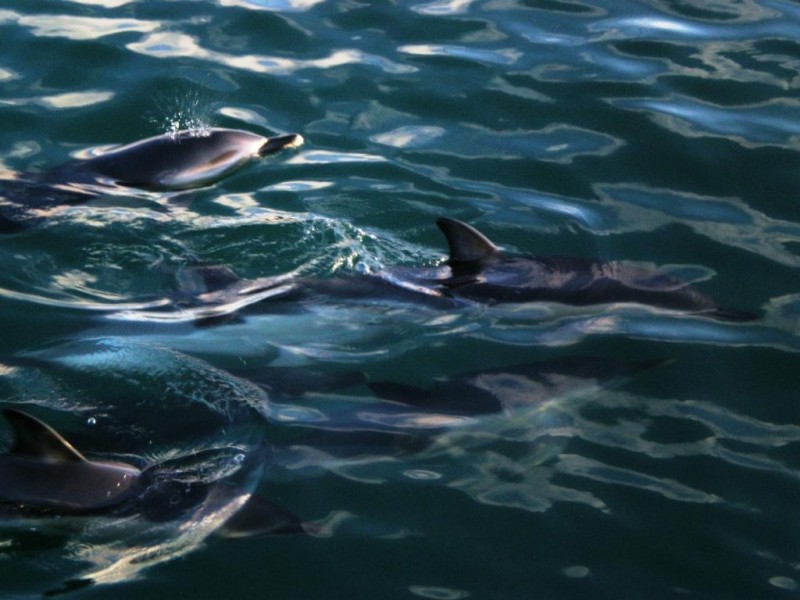 DELFINES