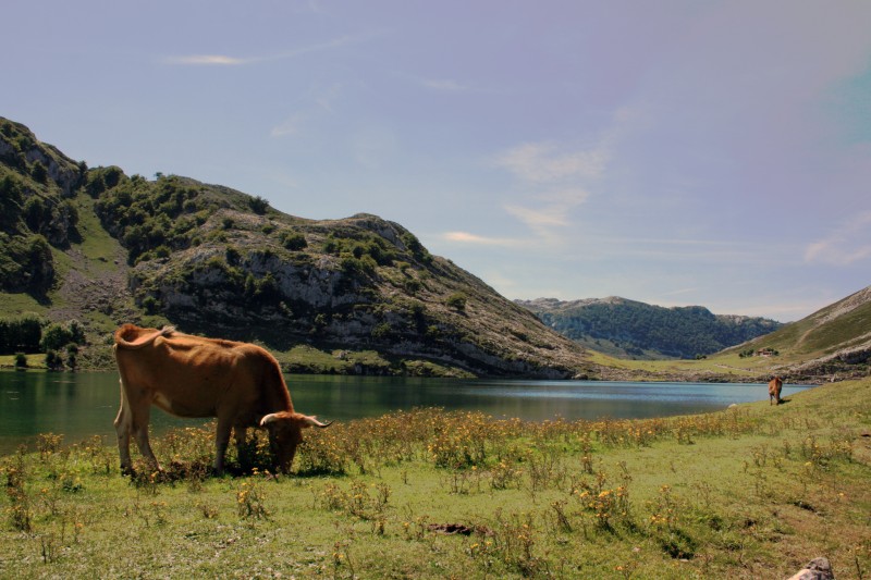 Pastando en el Lago Enol