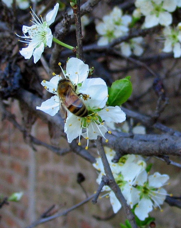 LLEGARON LAS ABEJAS