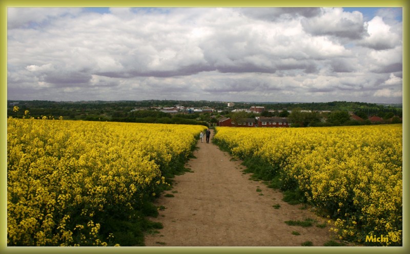 paseo amarillo