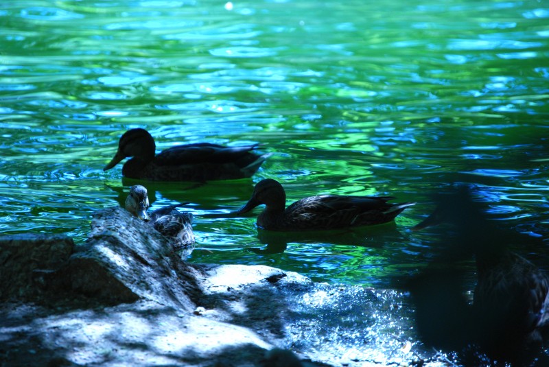 Otra de patitos