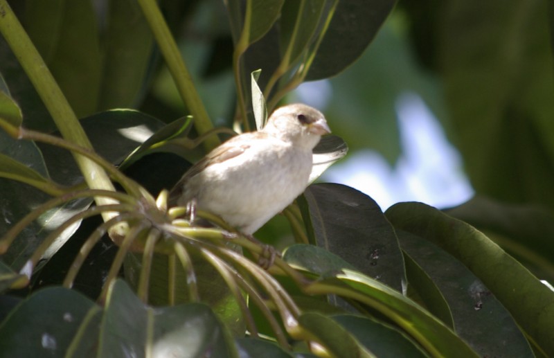 observando