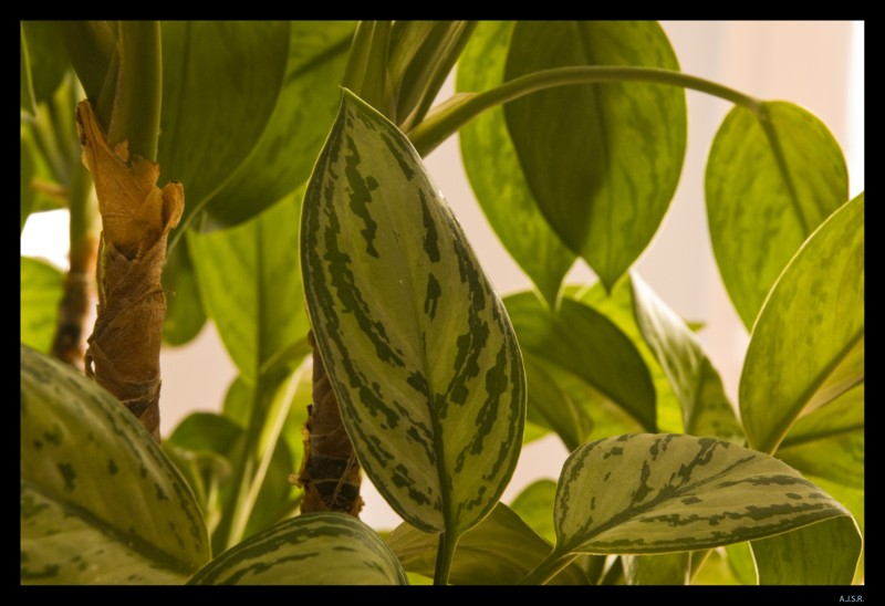 Vista de una planta