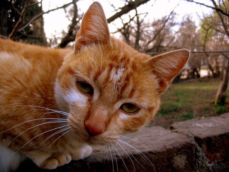 COMO GATA...