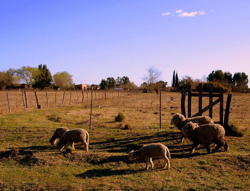 LAS OVEJAS VAN PASANDO