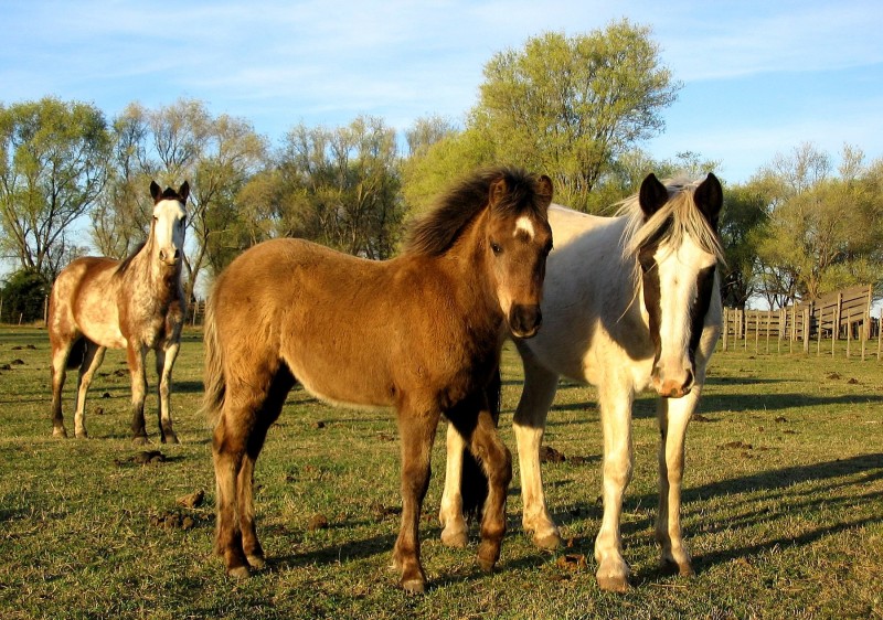 LOS TRES CABALLOS