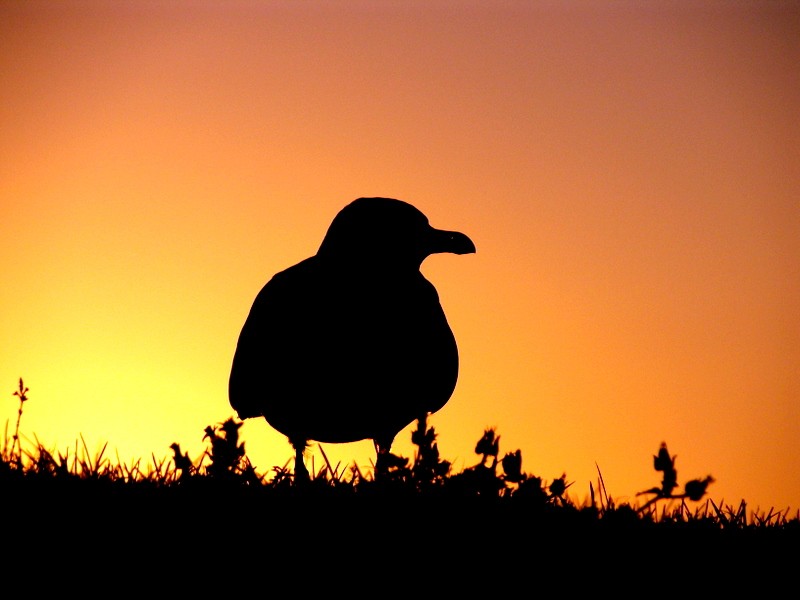 gaviotas 2